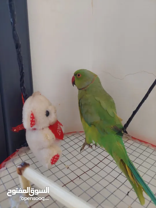 ترويض وتدريب ببغاء الدرارة الهندي الشرس ببغاء صيد خلال شهر فقط بتستلمو اليف مية بالمية ما بعض نهائي