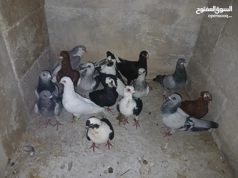 كوم كامل للبيع  دينارين ونص الحبه زق وكش الفحول كلها كش