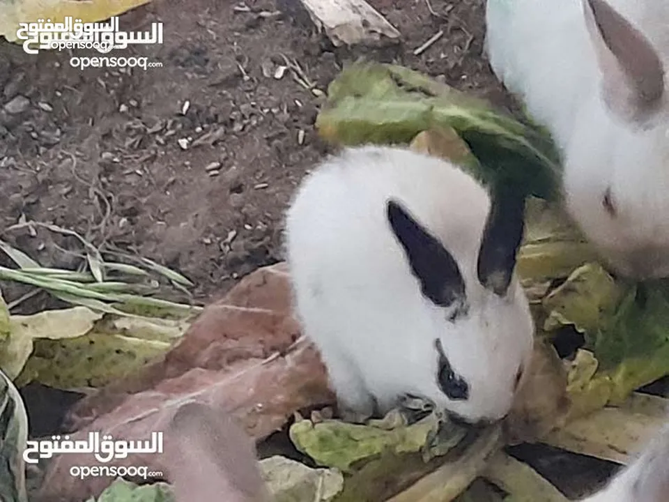 ارانب فرنسيه اعمار مختلفه عمرشهر 3دنانير