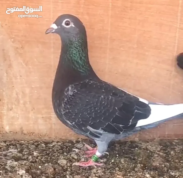 زاجل سباق أجواز منتجة وطبات جاهزة أبطال الابطالTob طيور نخبة تصليح وفوز من هواه أبطال المملكة للزاجل