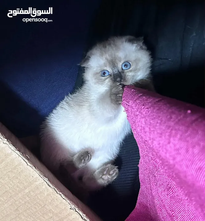 حيوانات لبيع