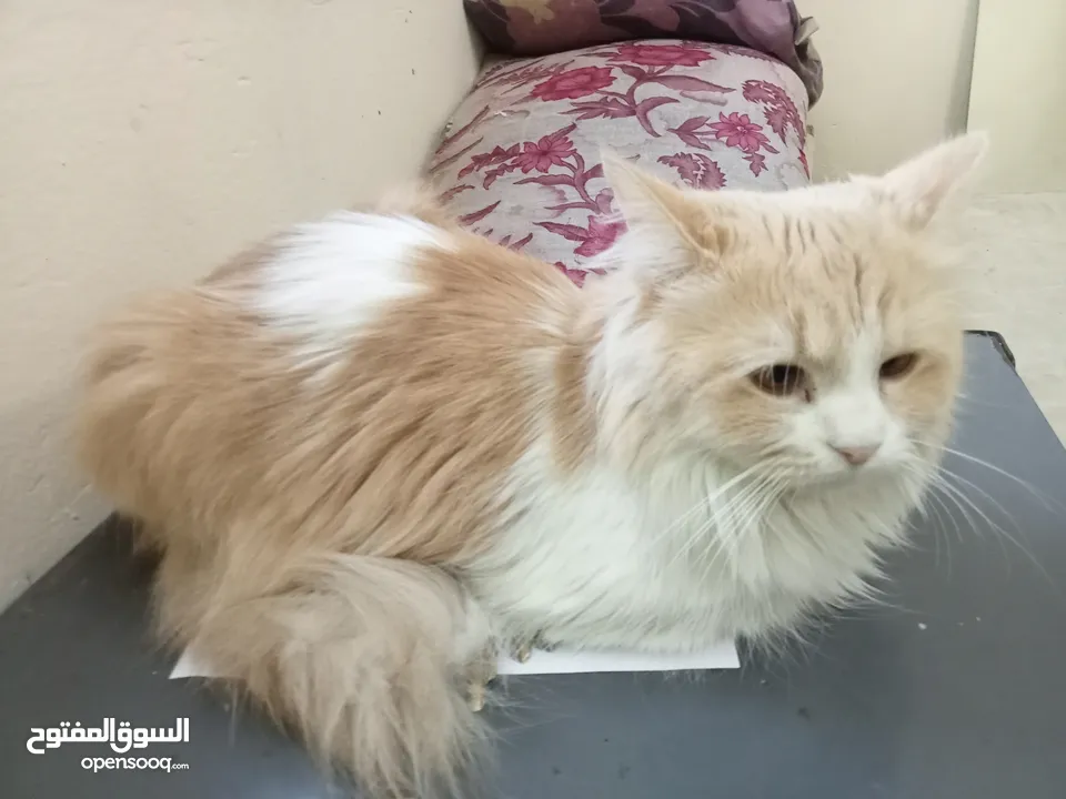 Cute Persian cat female