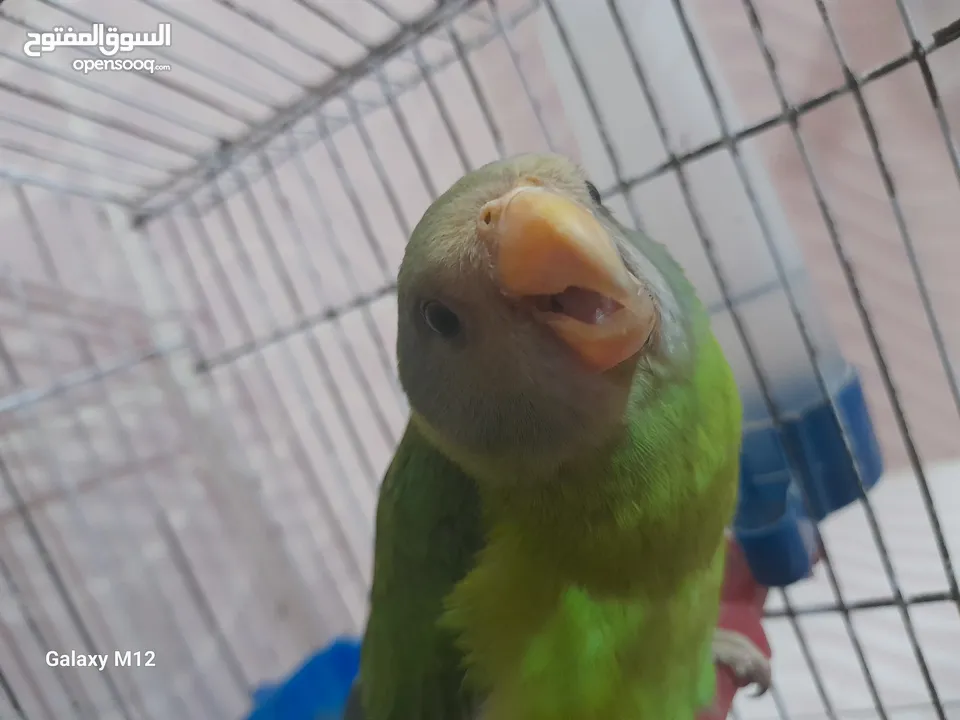 فرخ ببغاء اليف بالم هد دره