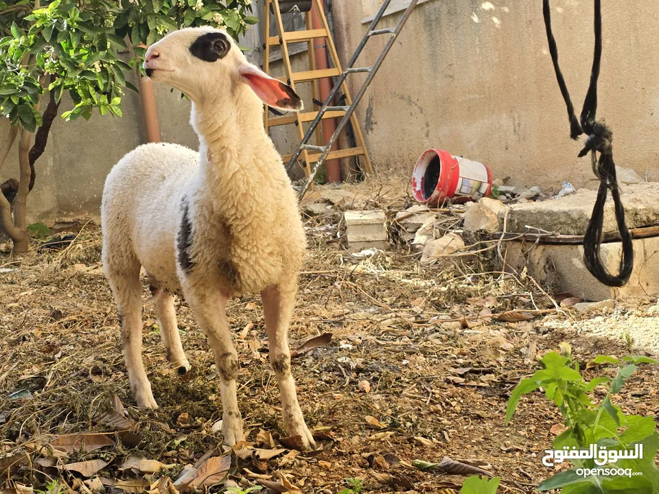 خروف نخب النخب