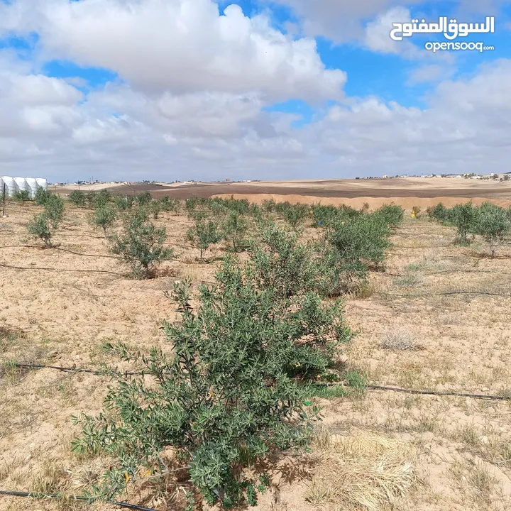 ارض للبيع  في الجميل أم رصاص    دنوم 8بسعر مغري