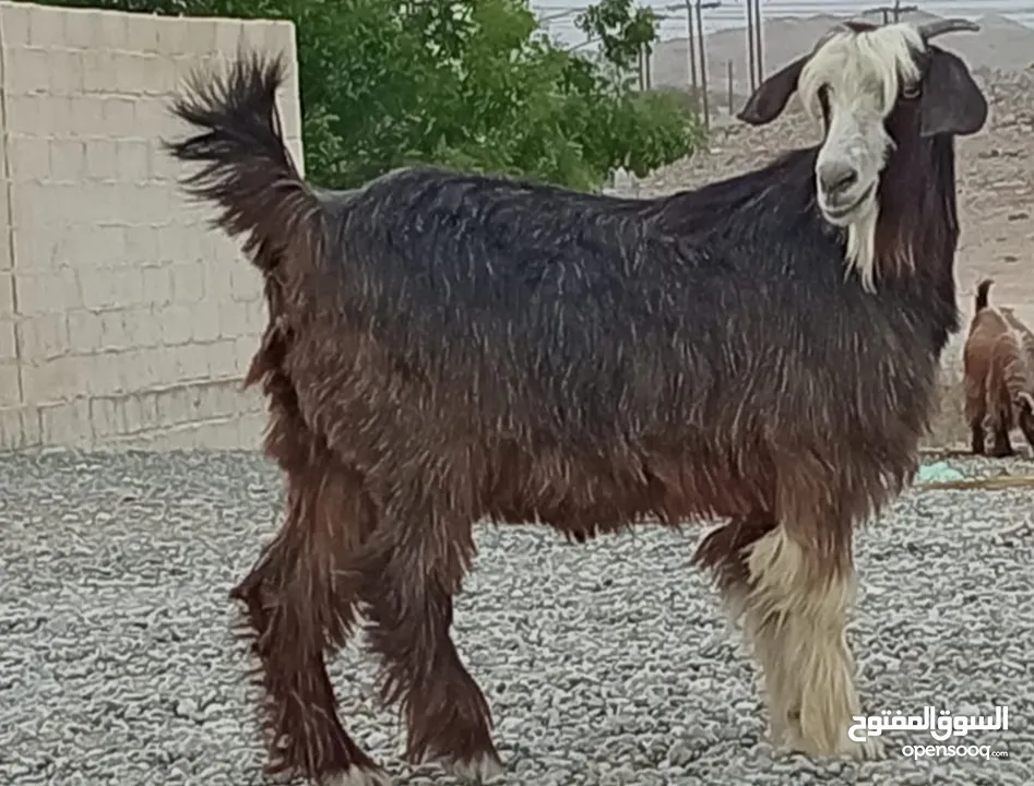 بكره من حلا بين سعيد ممتازه الي يريد يذبح أو يربي