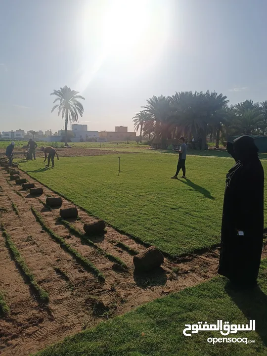 معشب طبيعي للبيع ونباتات زينة وتنسيق حدايق وصيانة الحدايق القديمة