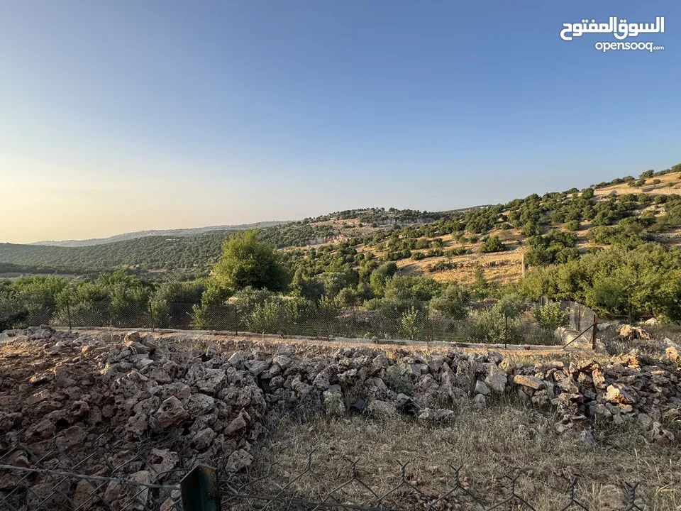مزرعه للبيع / عجلون / رأس منيف