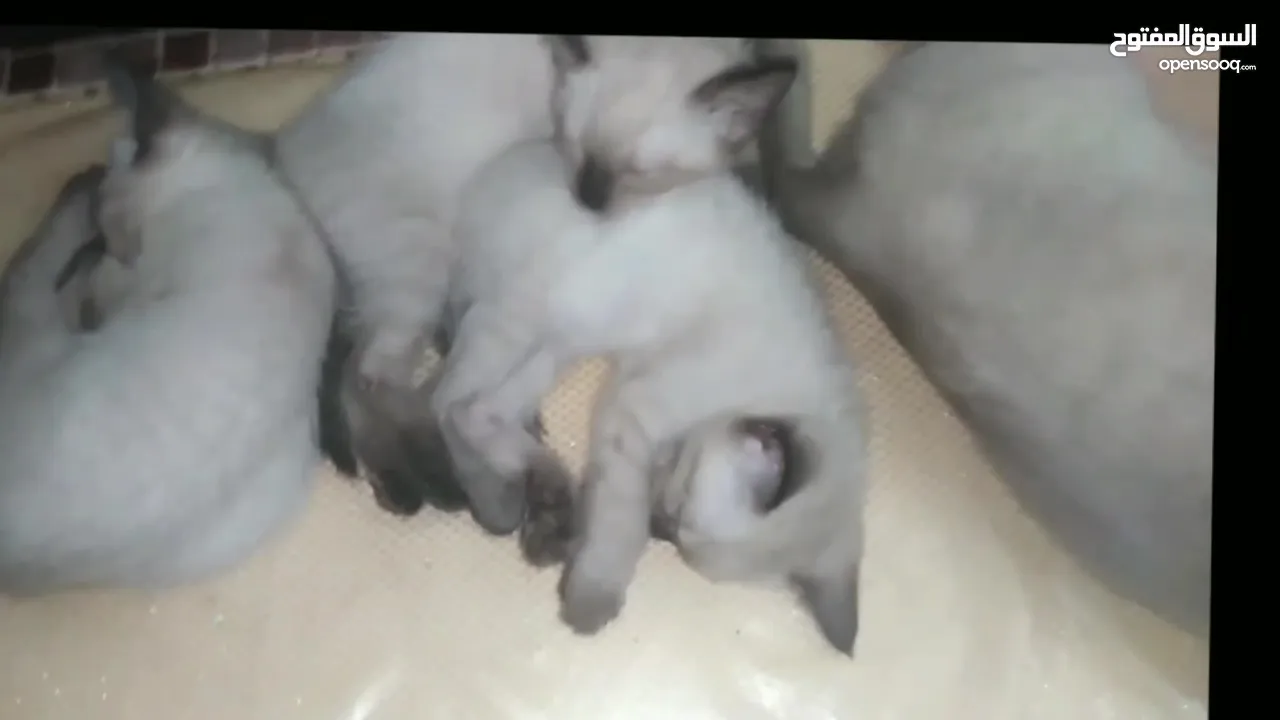 بيع اربعة قطط سلالة سيامي