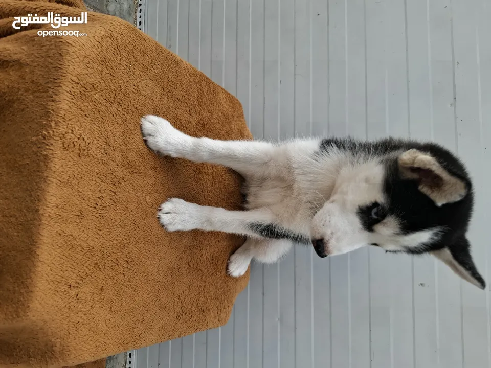 2months Female husky puppy