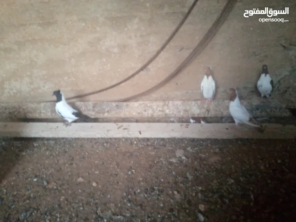 حمام نوع ارباش اذا بدك بلدي موجود اذا بدك امبندق موجود