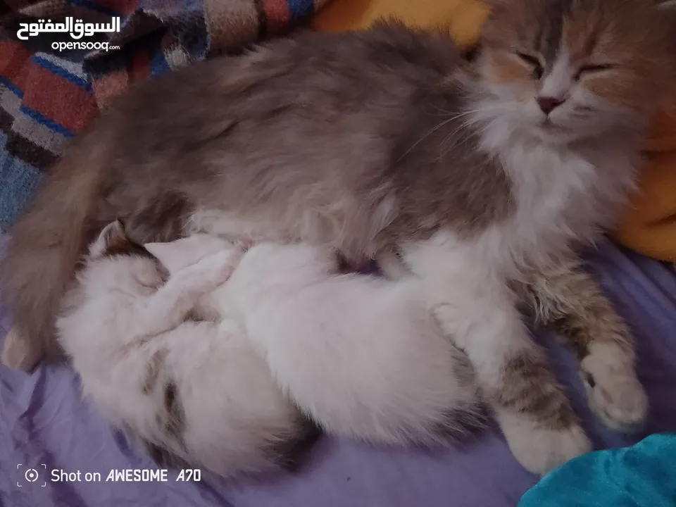 قصه سكره و لوزه أنقذت امهم (ببلي) من شارع لما أهلها ىموها وهيا حامل ولدت عندي وكبرو ولادها عندي