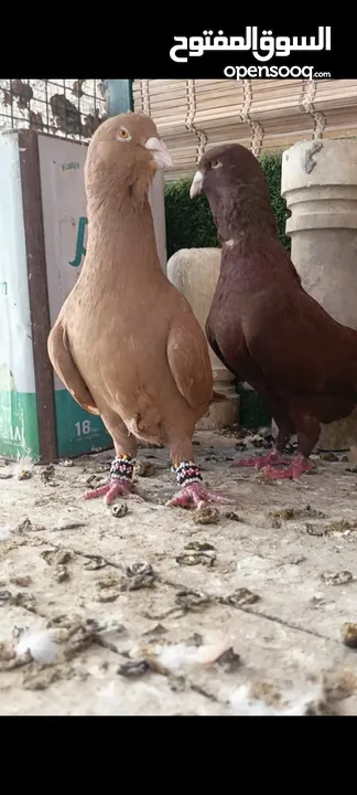جواز وفردات كل اشي الو سعرو الاسعار بالوصف
