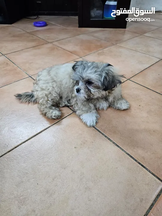 3 month old Shih Tzu puppies for sale