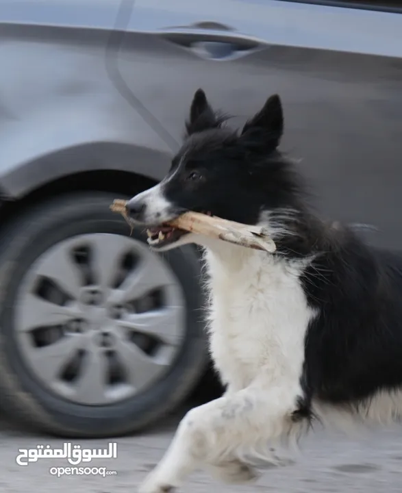 Border collie لاول مرة في الاردن