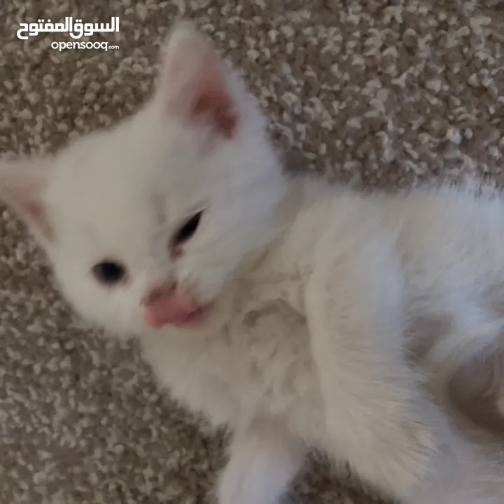قطط سكوتش و شيرازي سكوتش فولد لعب