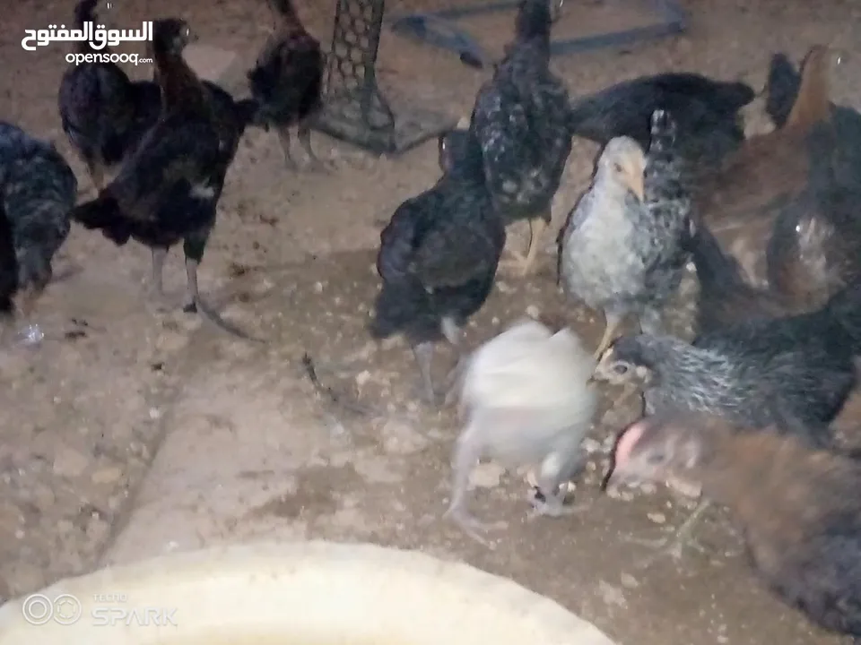 فراخ للبيع