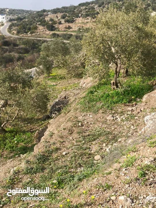 ارض زراعيه في بلعا دير الغصون