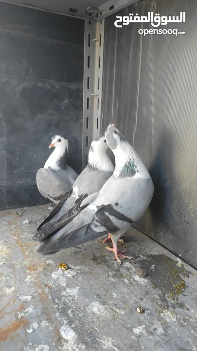 جواز حمام للبيع