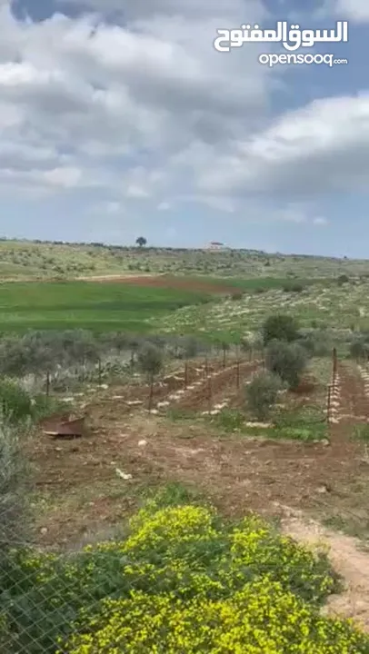 ارض دونمين و80 متر