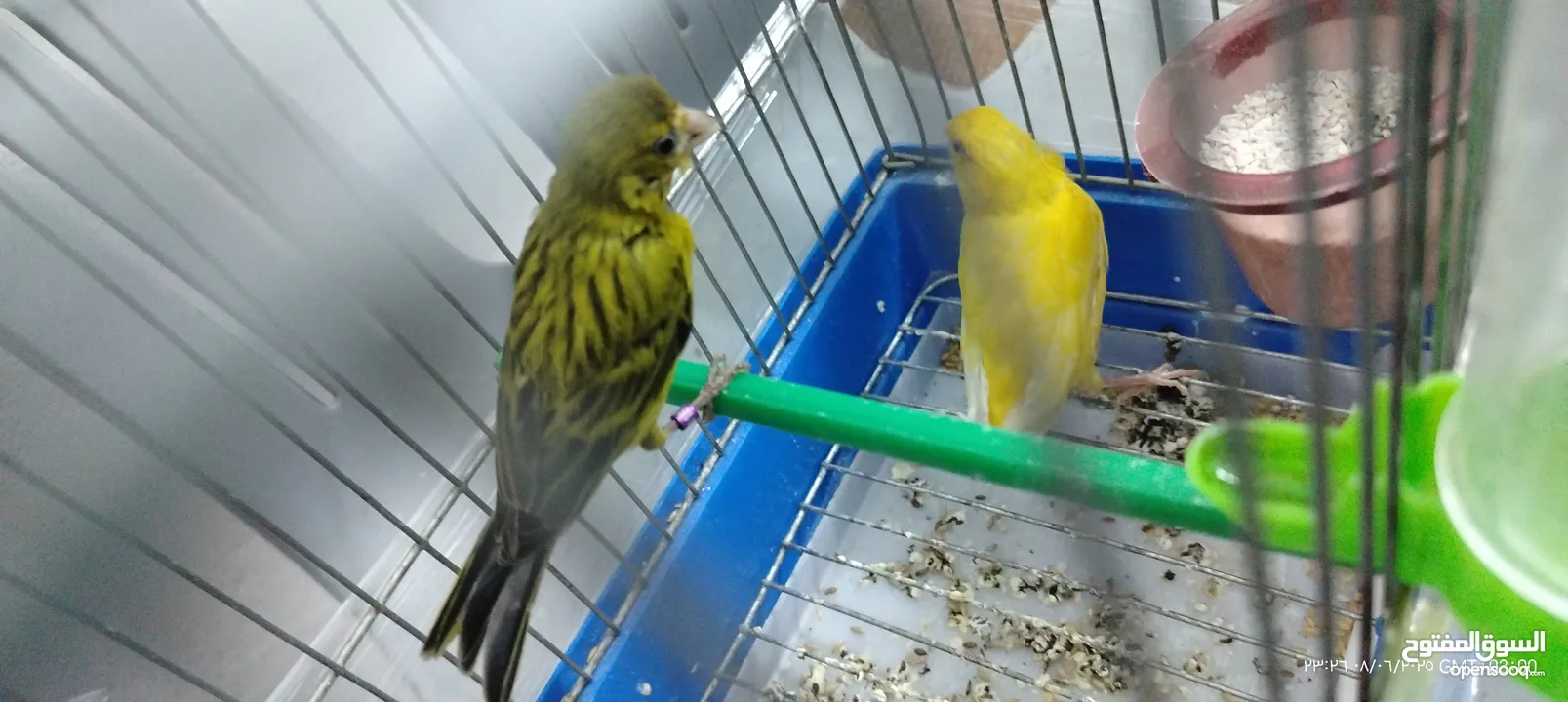 جوز  كنار مع قفص 3معالف