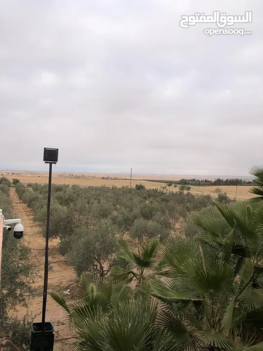 مزرعة مميزة و مشجرة للبيع بسعر مغري