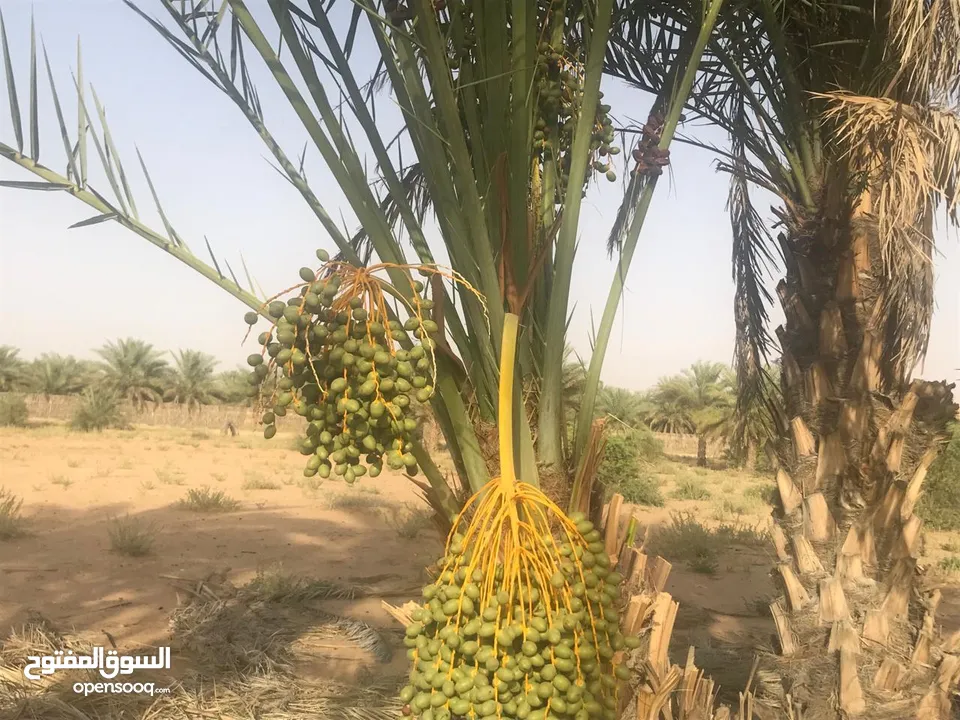 مزرعه في منطقة ليوا الحويذة  مزروعه شجر مثمر منتج مقدمه ويحتوي على بير عدد 2