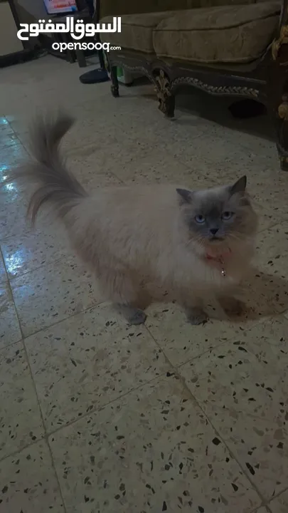 قطه سيامي شوكليت للبيع مع أغراضها