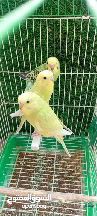 طيور حب  عصافير حب   ببغاء حب  بادجي   طيور  عصافير  ببغاء