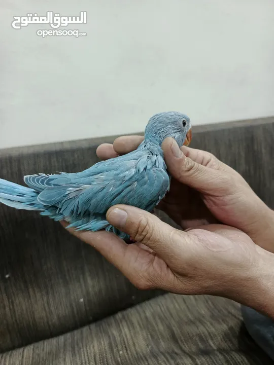 فراخ درة للبيع