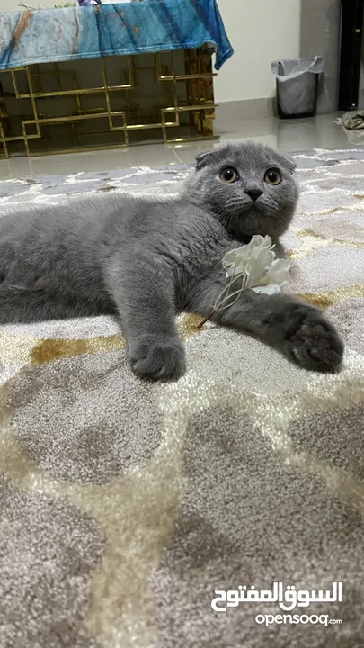 Scottish fold 7 months سكوتش فولد سبع  شهور