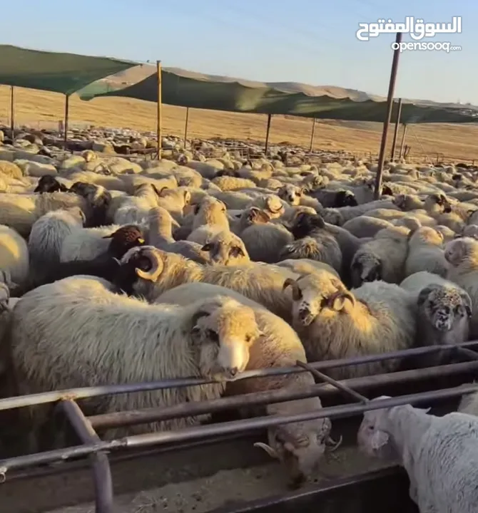 أضاحي العيد دخل المنزل ذبح بسعر مناسب