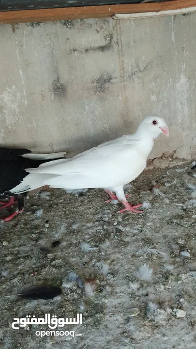 بسم الله والصلاه على رسول الله فحول طيور حمام وجواز للبيع