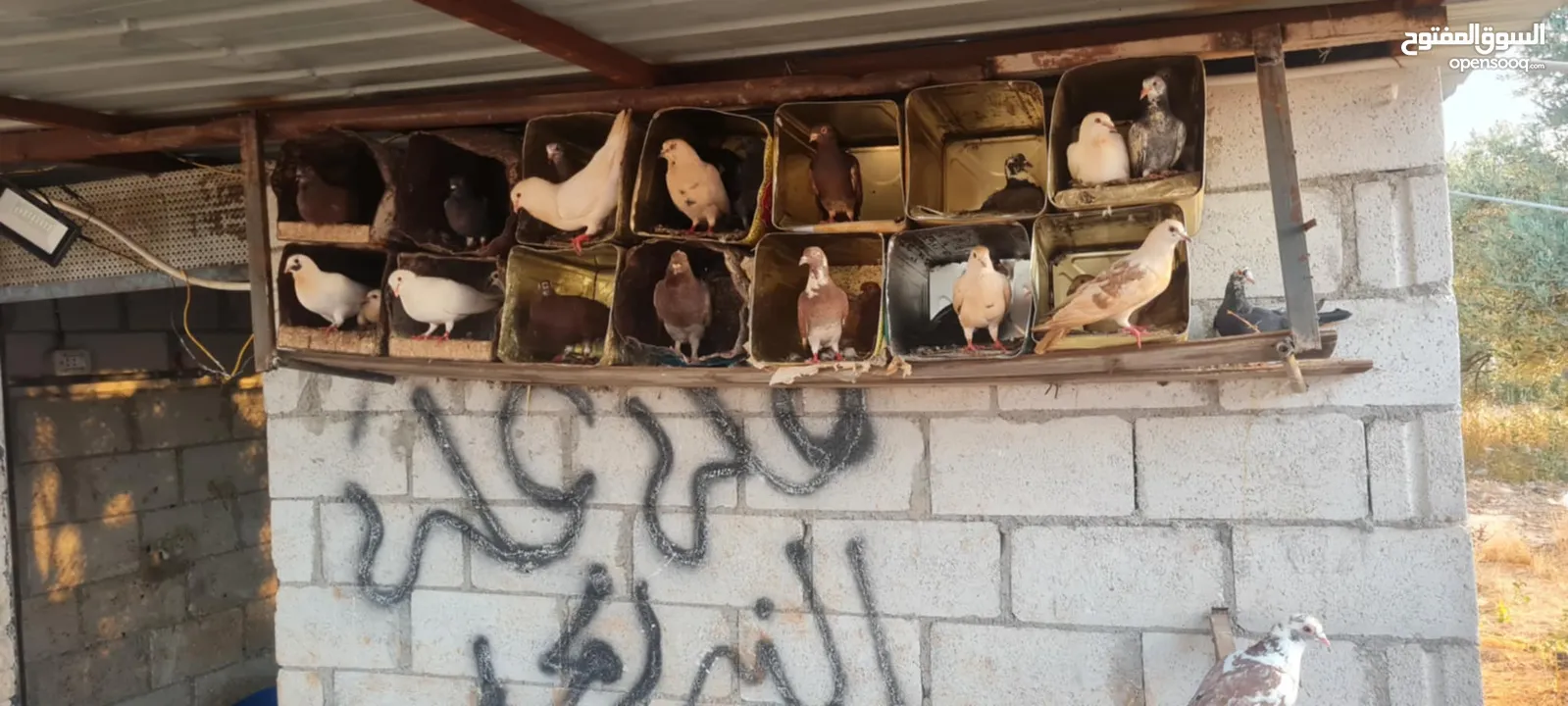 50 جوز حمام