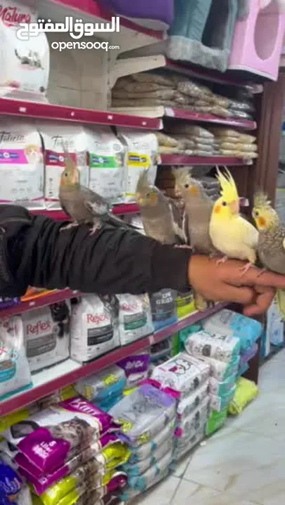 كوكتيل أليف آمن على الأطفال قابل للتعلم والكلام عمر صغير اقرأ الوصف