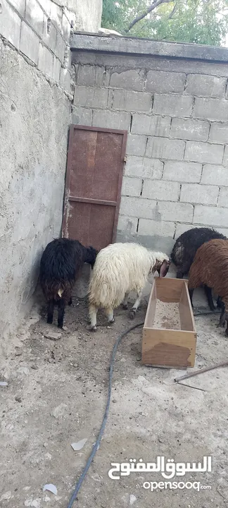 افلح من ذكر الله وصلى على النبي ما شاء الله تبارك الرحمن خمس عبر صقريات العمر فوق 8 لا 10