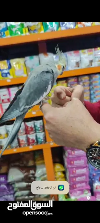 ببغاء كروان اليف ، تابع الريلز تابع الوصف
