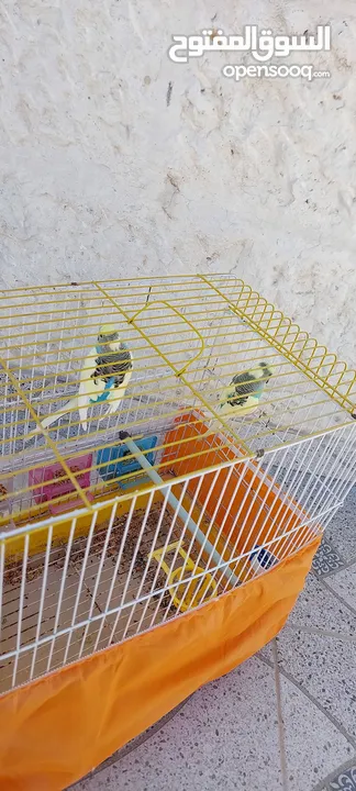 زوج من طيور الحب