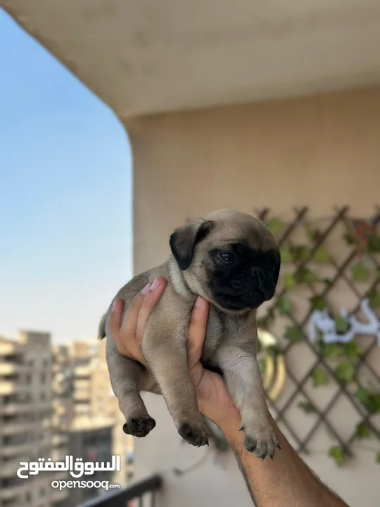 جراوي بج، pug puppies