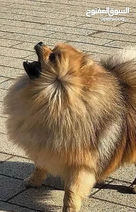 Pomeranian dog for sale male