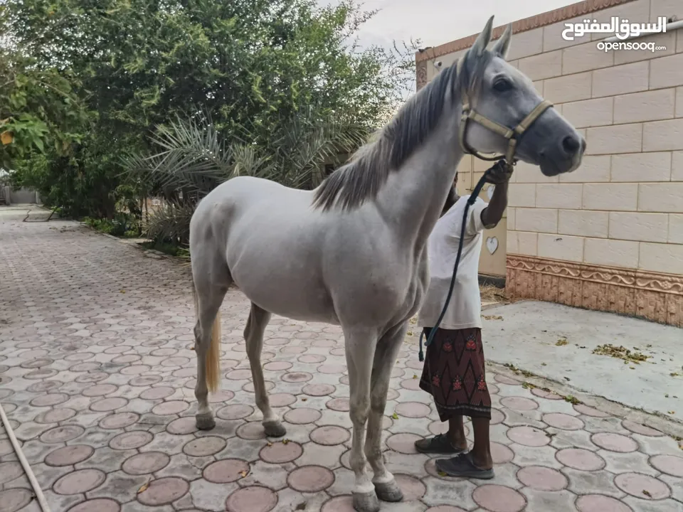 خيل عربي  للبيع