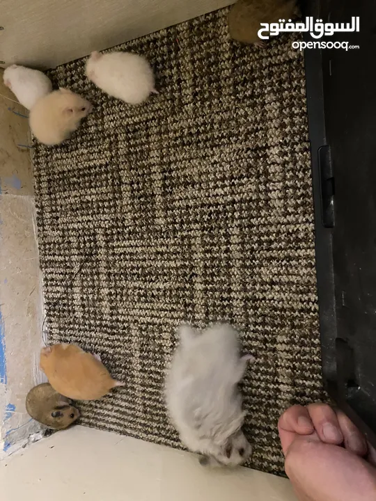 hamster هامستر للبيع عدد 7