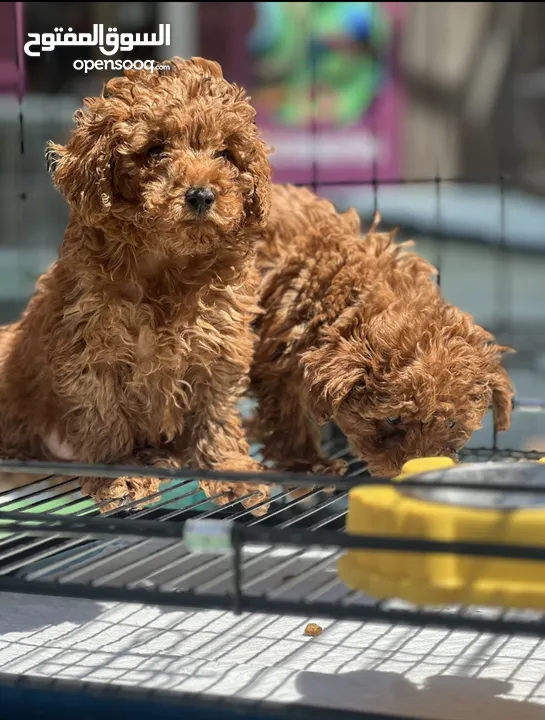 Toy Poodle - Tea Cup  ( puppy ) - Female