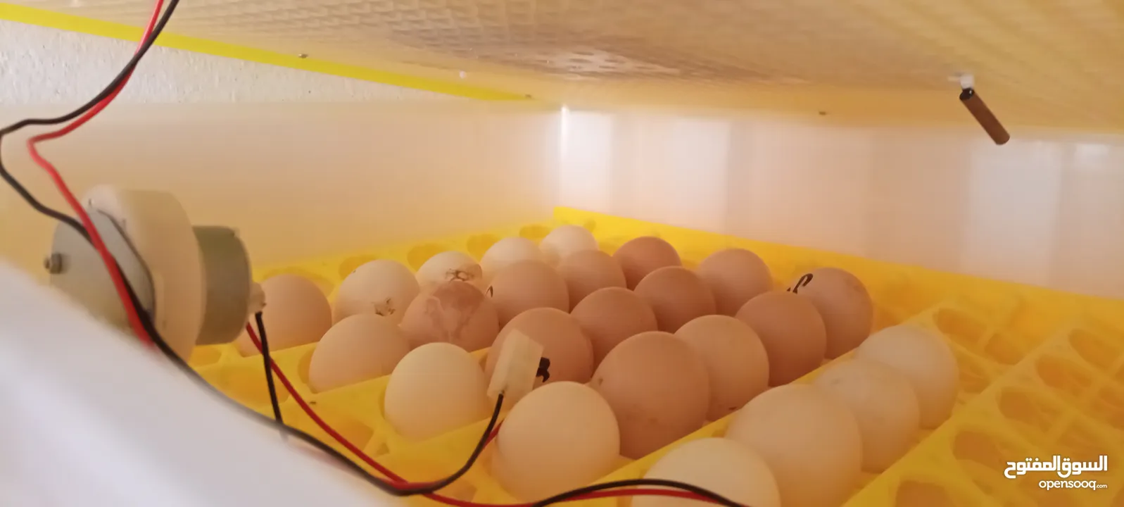 فقاسة 56 بيضة للبيع...... اقرا الوصف