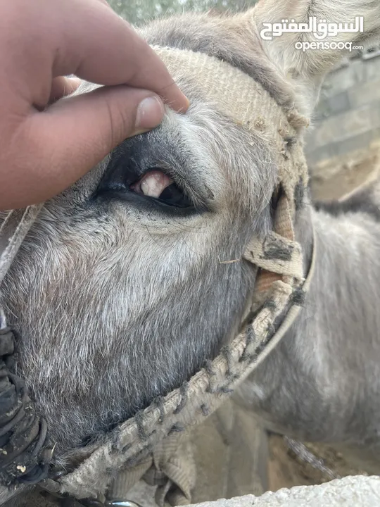 حمار للبيع.