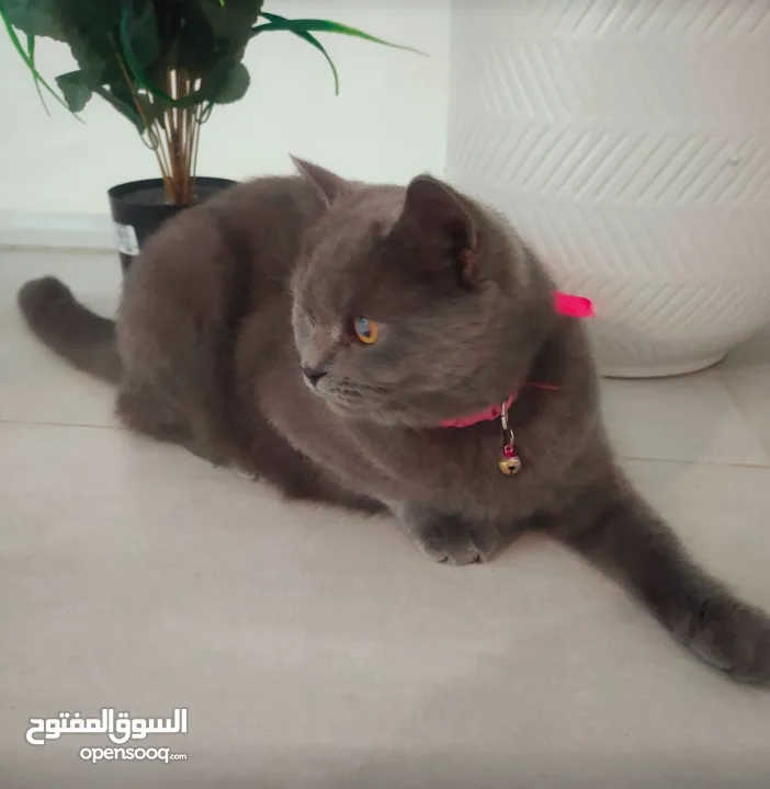 قطة أنثى برتش سكوتش شورت هير  Female Scottish British Shorthair cat