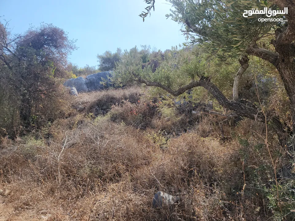 حصة في منطقة المشتل