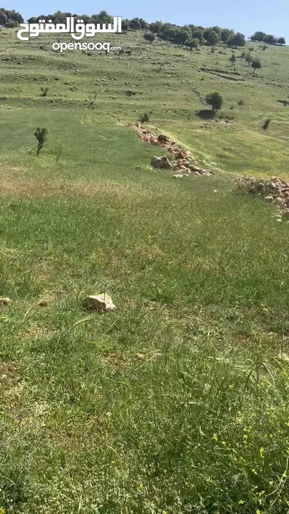 قطعة أرض زراعية جاهزة للزراعية