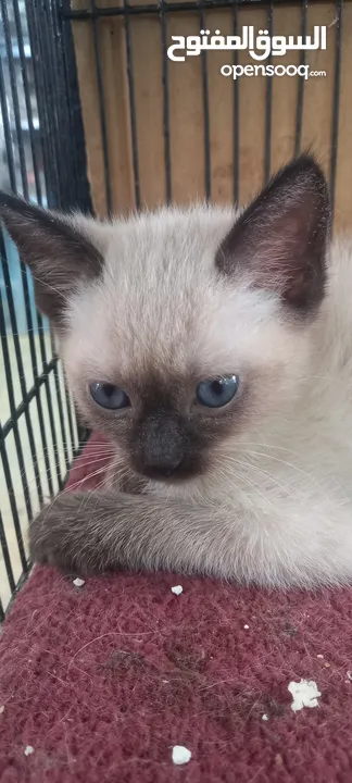 chat siamois et oungoura et nourvien avendre