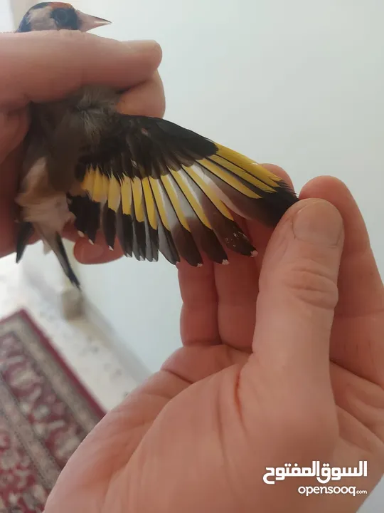 متاح حساسين  اربع فحول وخمس طواير  و   كنار طيره صريره حسون